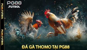 Đá gà Thomo