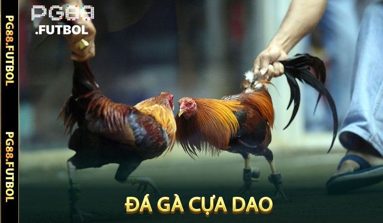 Đá gà cựa dao